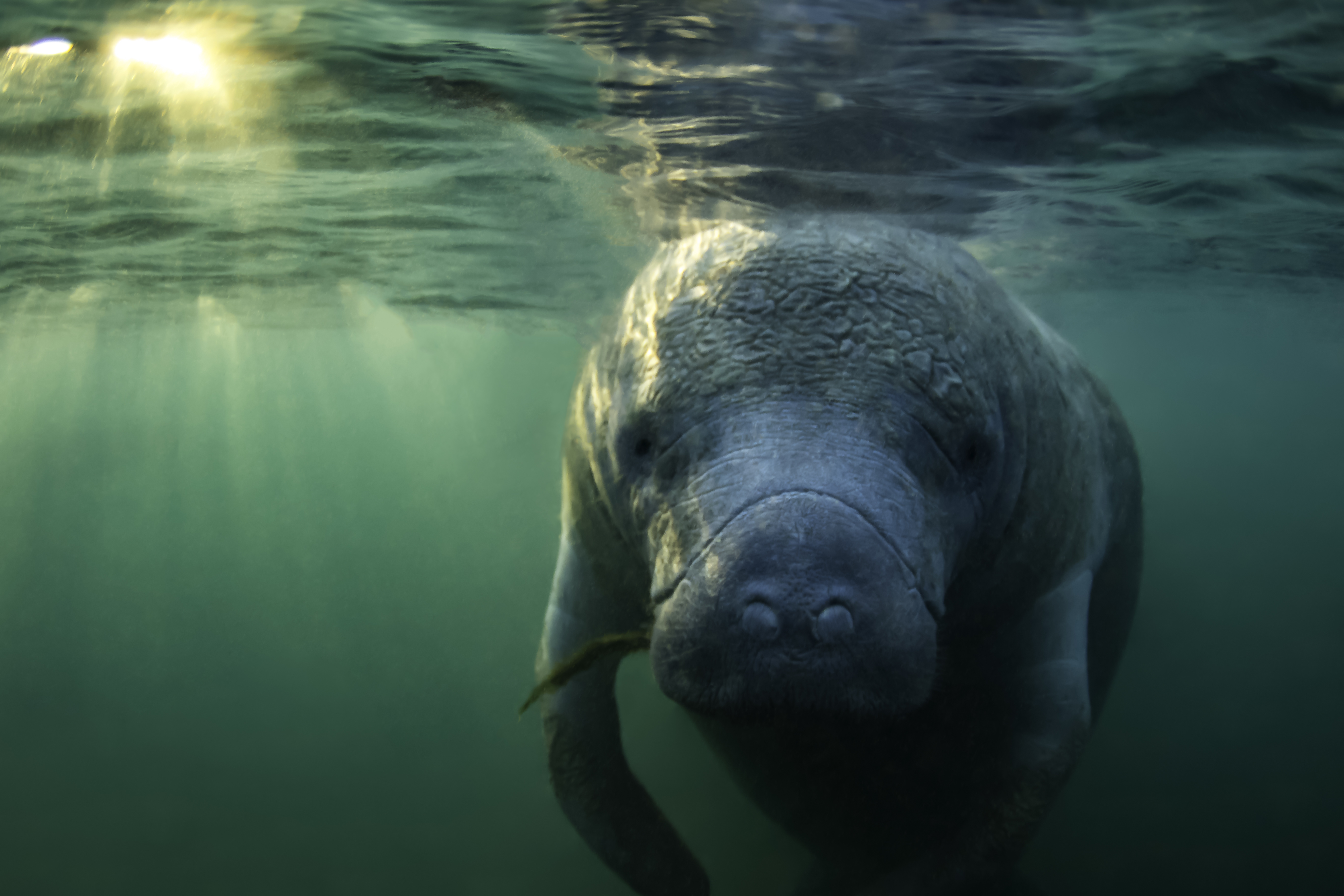 Mote scientists are investigating how manatees respond to temporary disruption of warm-water sources.