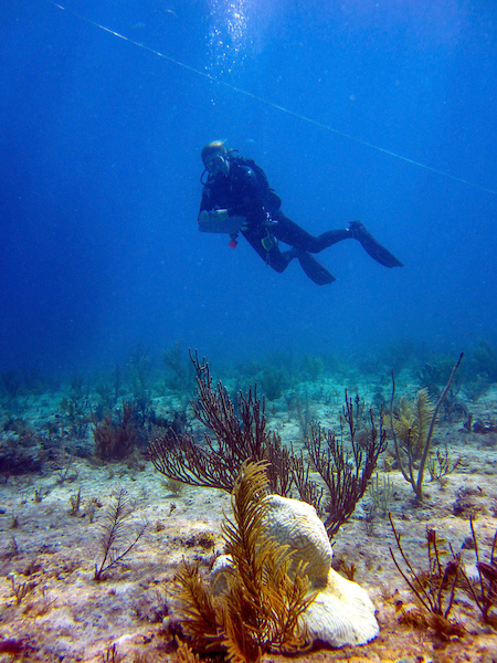 Trained volunteers survey coral for signs of bleaching and disease as part of Mote's BleachWatch Program.