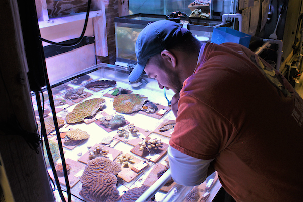 Mote Aquarium and other partner organizations are caring for corals rescued from the Florida Keys ahead of a major disease outbreak.