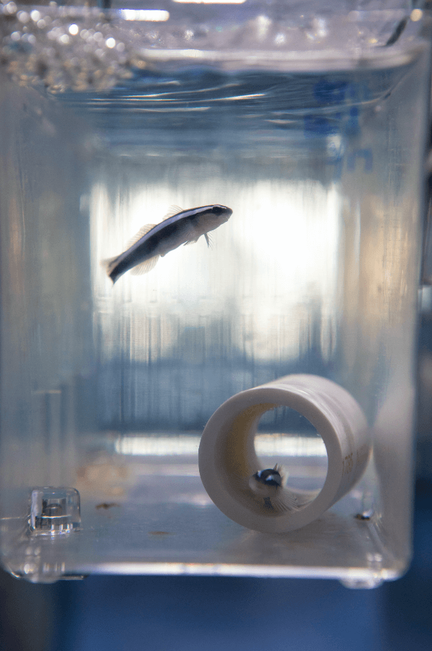 Visitors to Mote Aquarium can see the lifecycle of a goby in action at Mote's new Aquarium Conservation Lab.