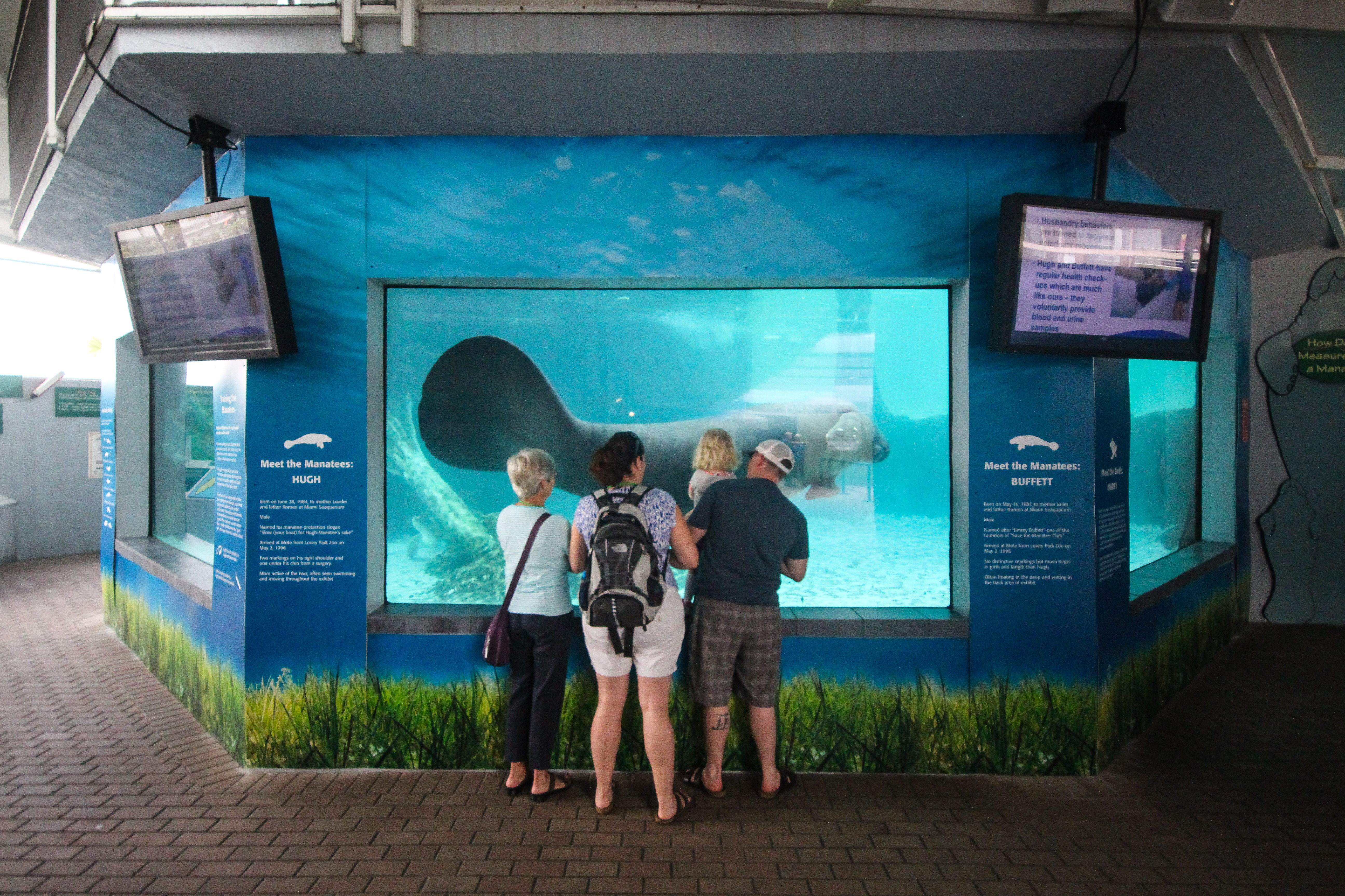 A multi-generational family of 4 gather together in front of a manatee exhibit in an aquarium.