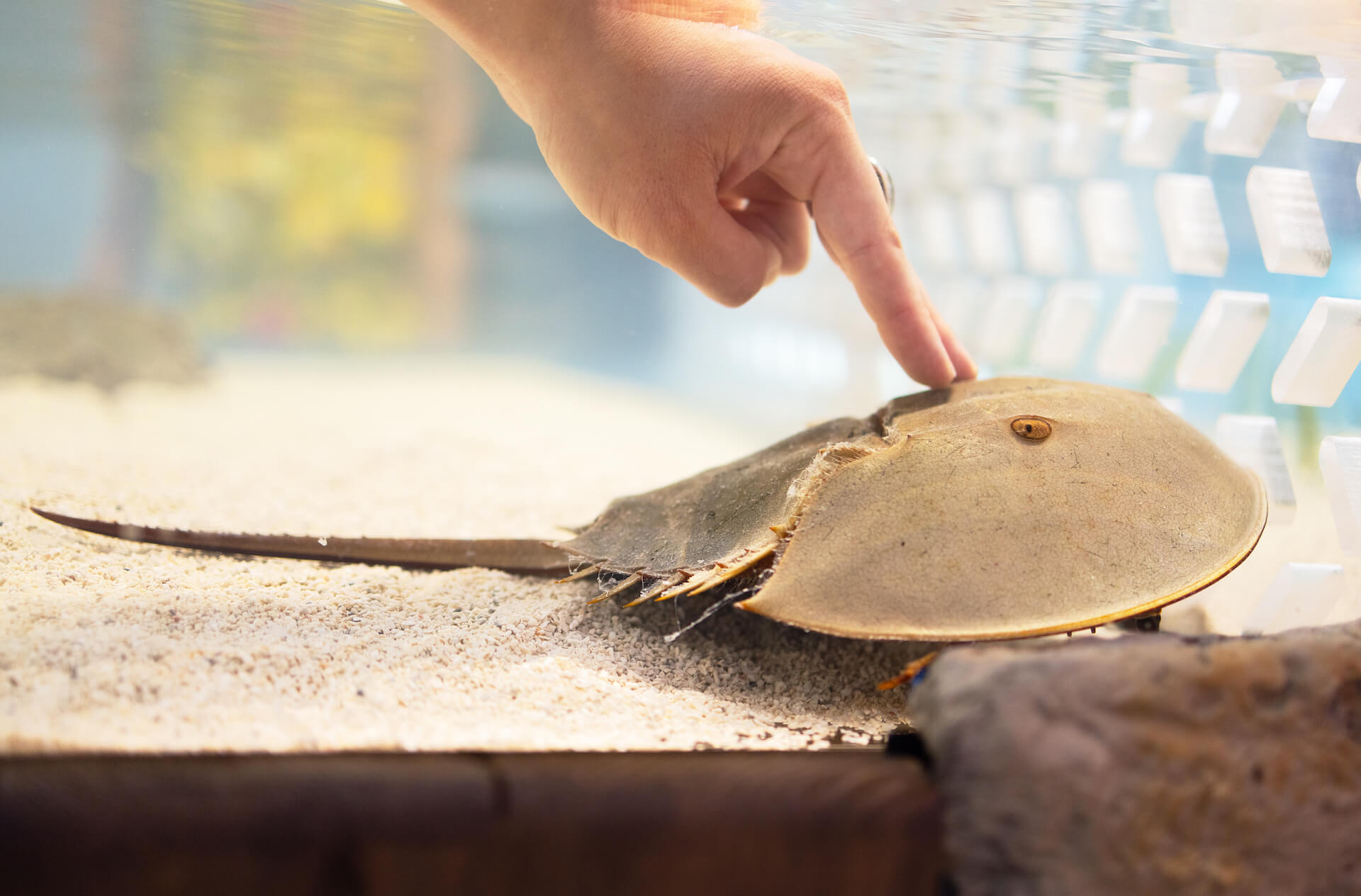 A guest's hand reaching into the touch pool and touching a horseshoe crab with two fingers