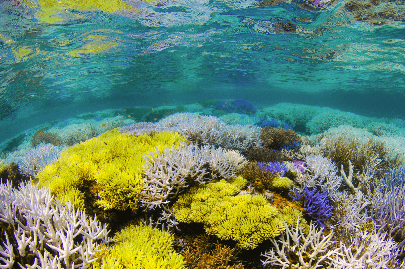 Corals worldwide are suffering from a number of stressors and in some places reefs have flashed vibrant colors as a result.