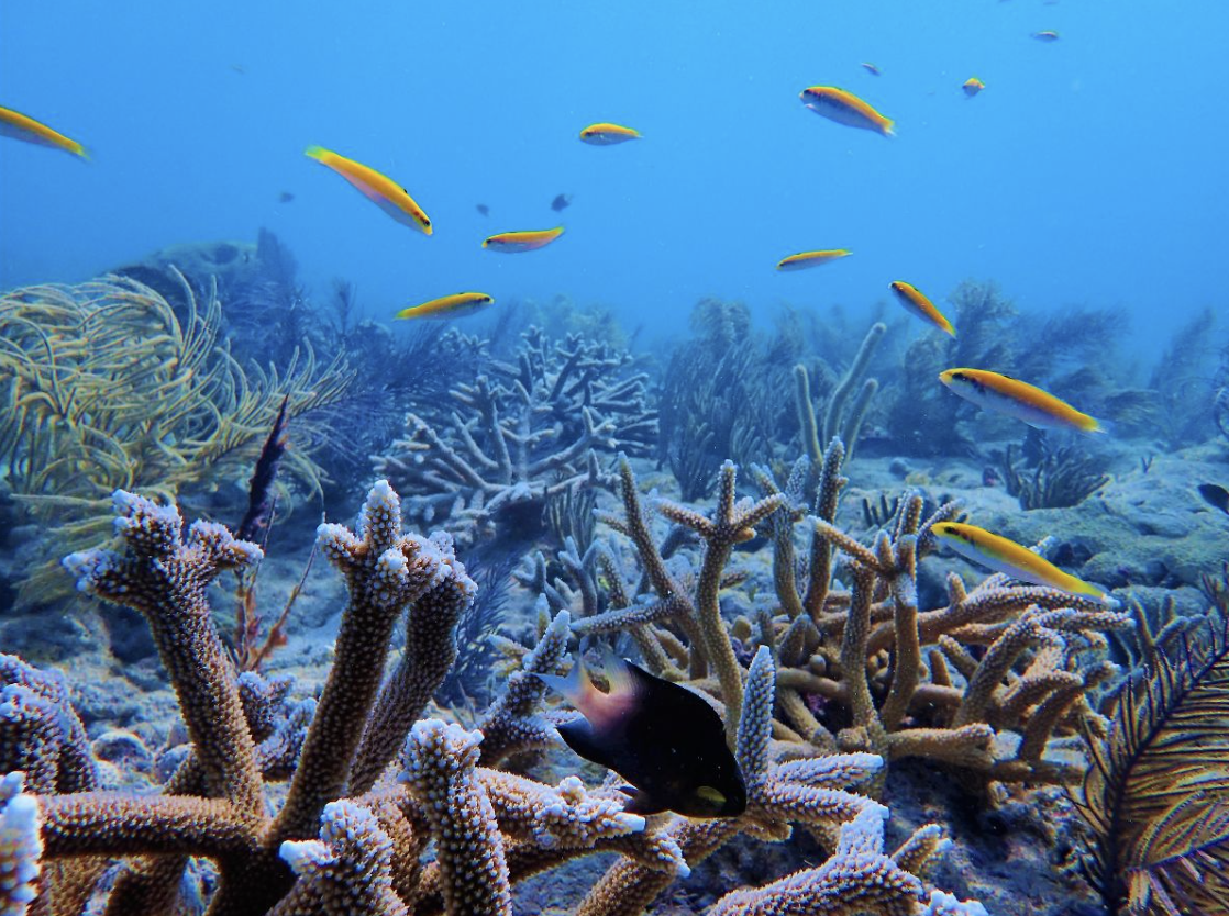 Mote Launches Transformative Coral Reef Restoration Project with a ...