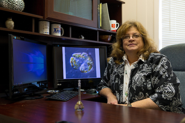 Dr. Cynthia Heil studies harmful algal blooms and directs the Red Tide Institute at Mote.
