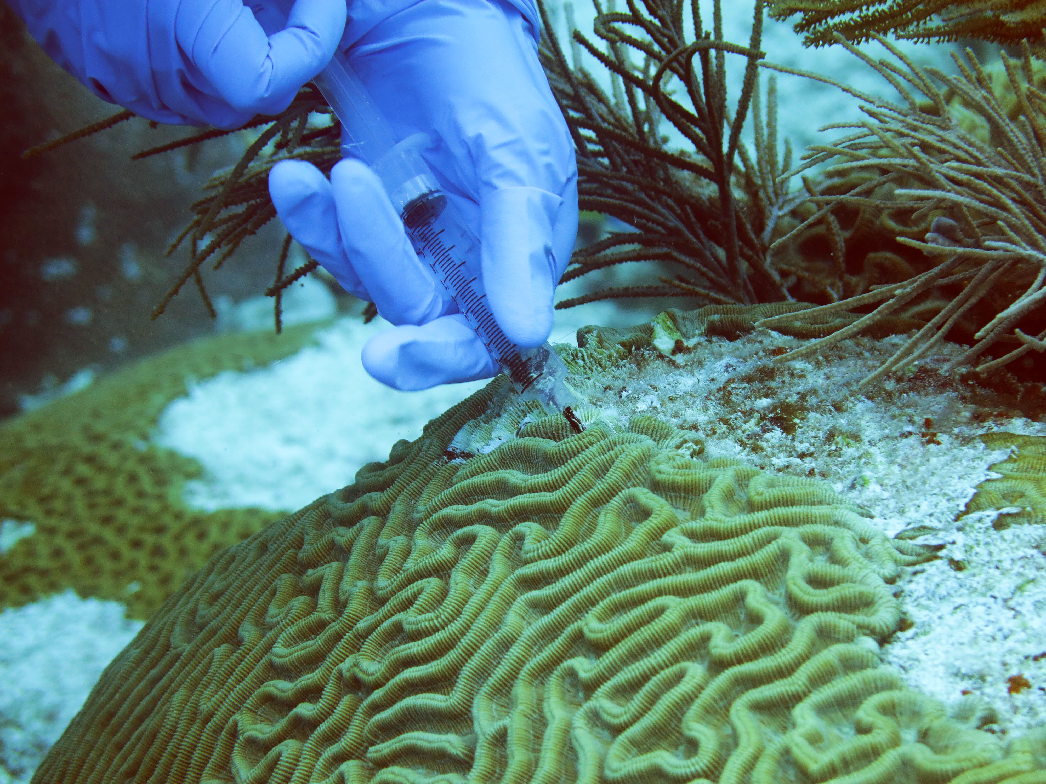Mote scientist Dr. Erinn Mullet studies black band coral disease.