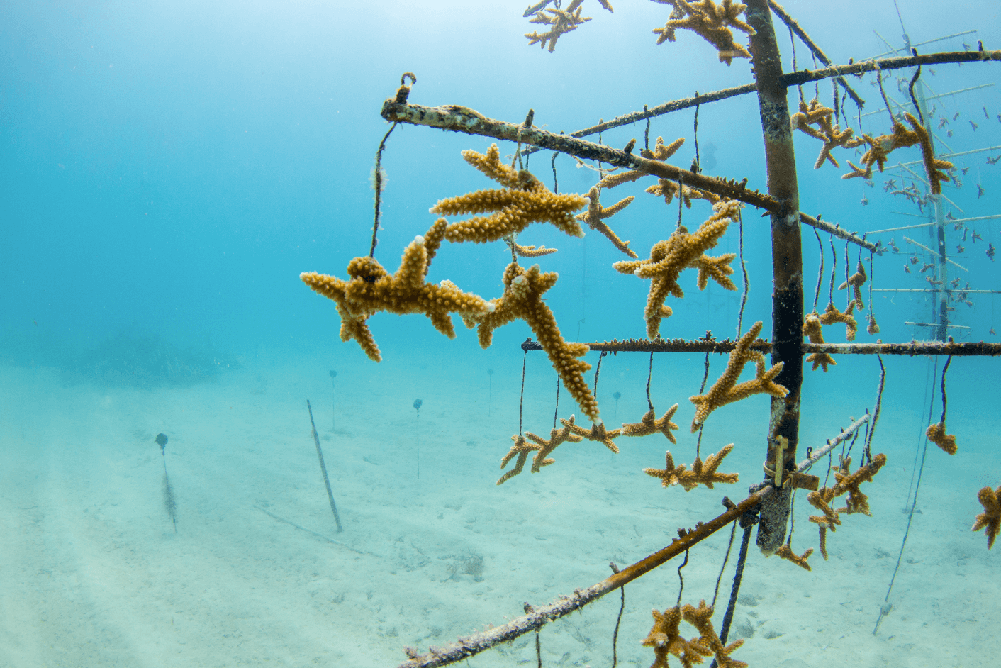 Staghorn coral growing in Mote's coral nursery in the Florida Keys.