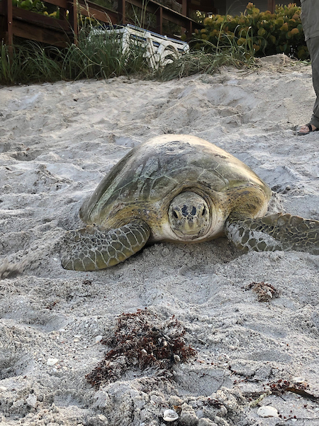 In 2019, Mote scientists tagged seven green sea turtles - more than in any prior year,