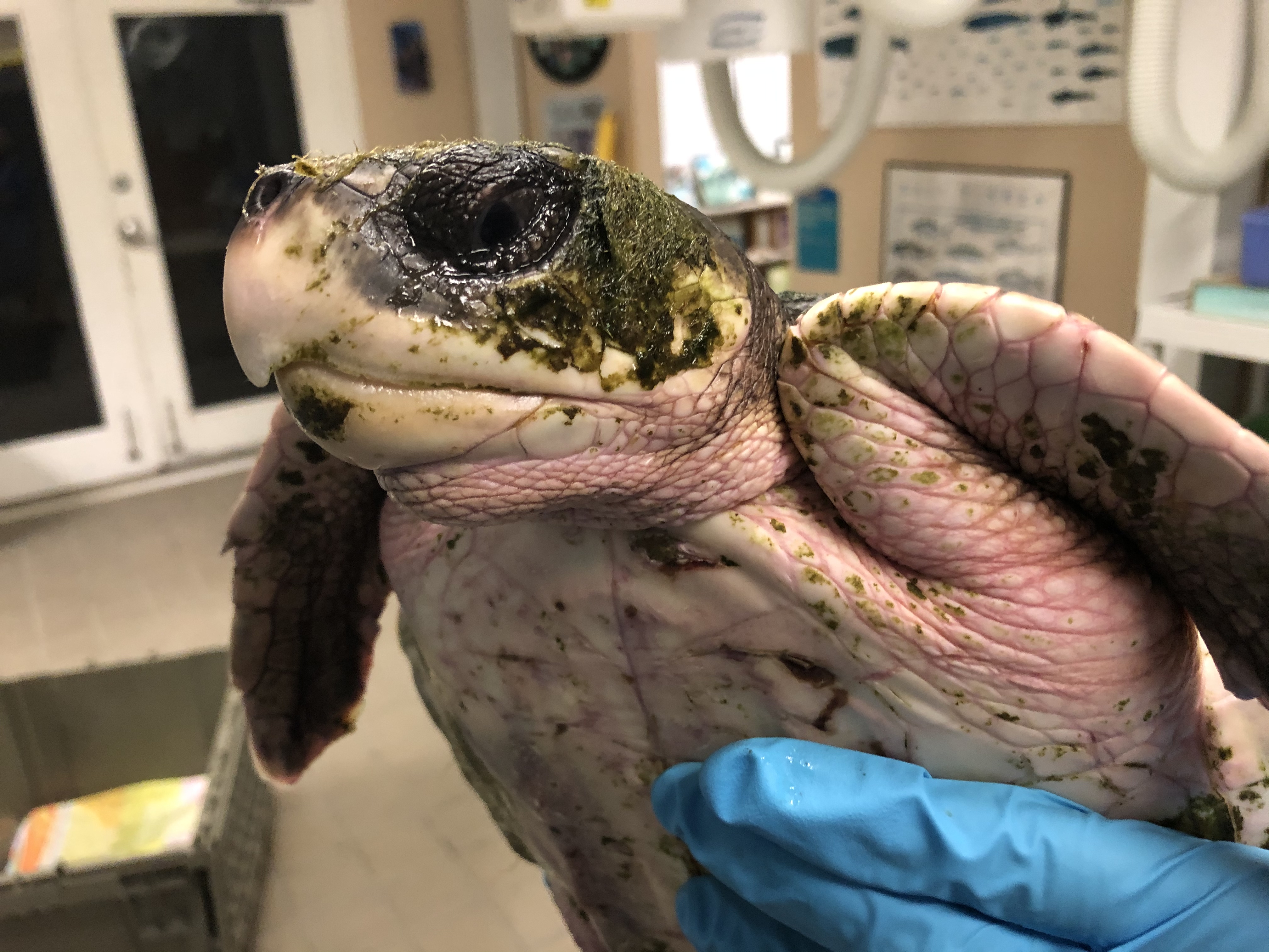 Mote admits six cold-stunned Kemp's ridley to Sea Turtle Rehabilitation  Hospital | News & Press | Mote Marine Laboratory & Aquarium