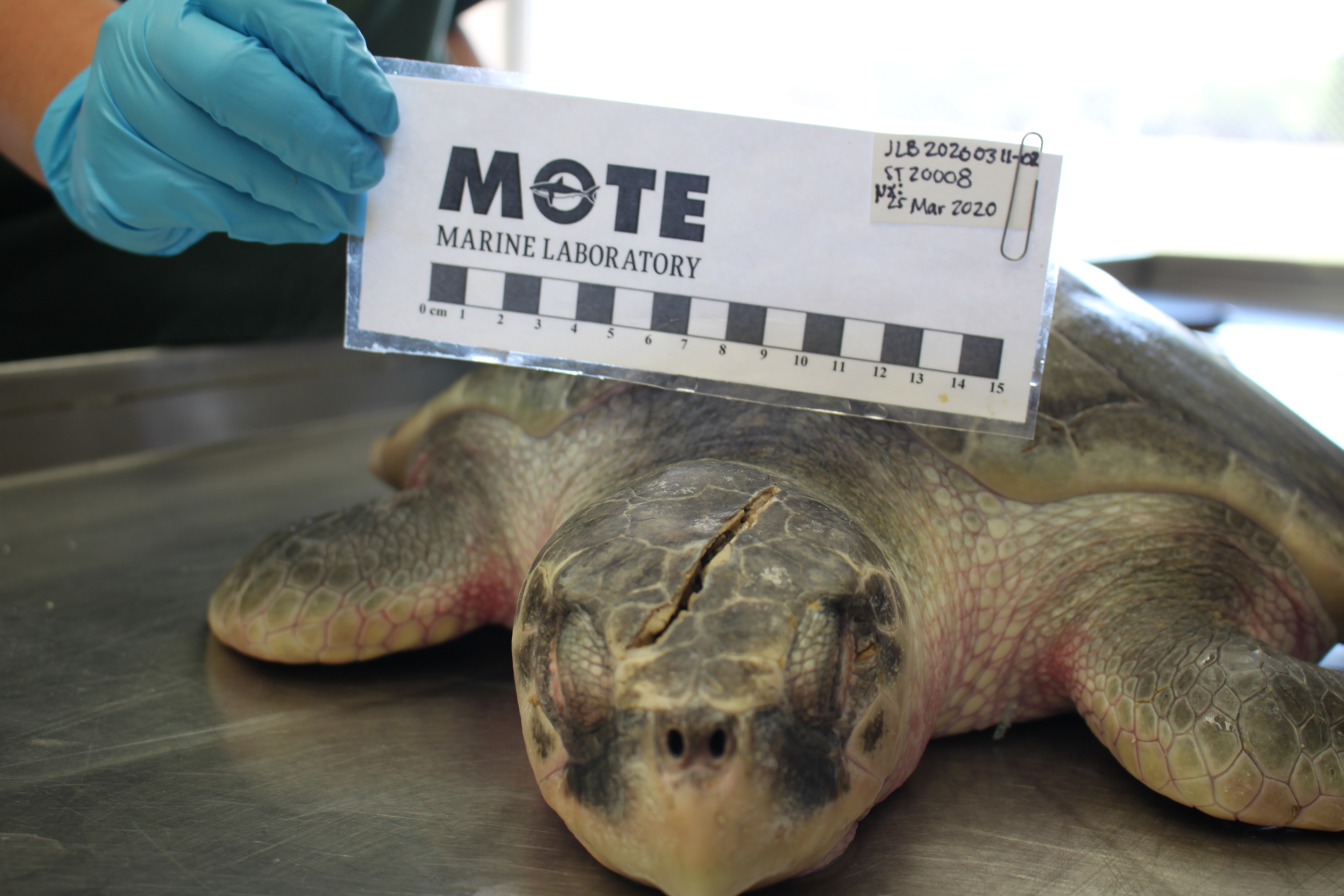 A deceased sea turtle with a boat strike wound on its head. 