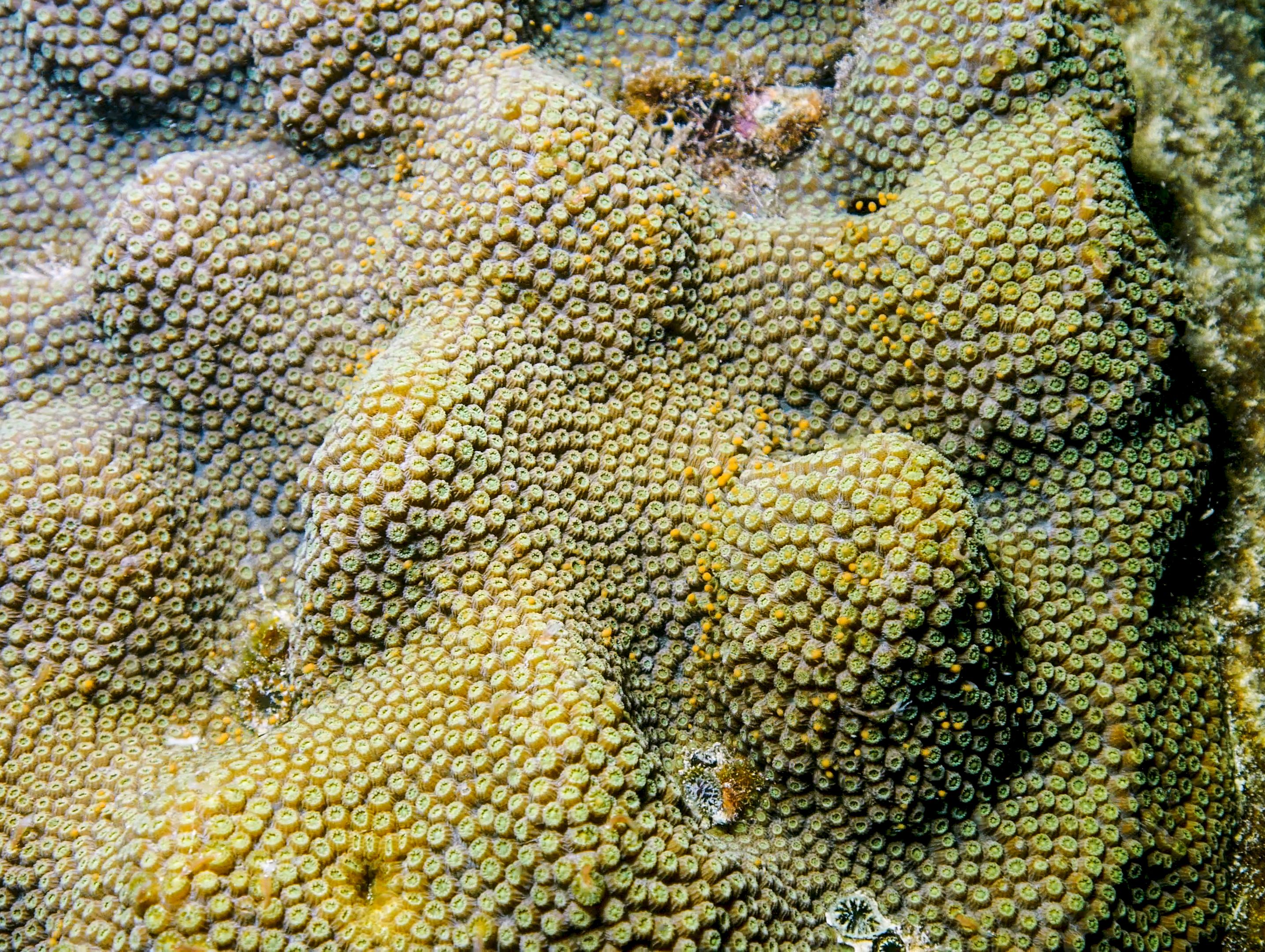 Mote Marine Laboratory documents another first for massive corals in Florida News and Press Mote Marine Laboratory and Aquarium