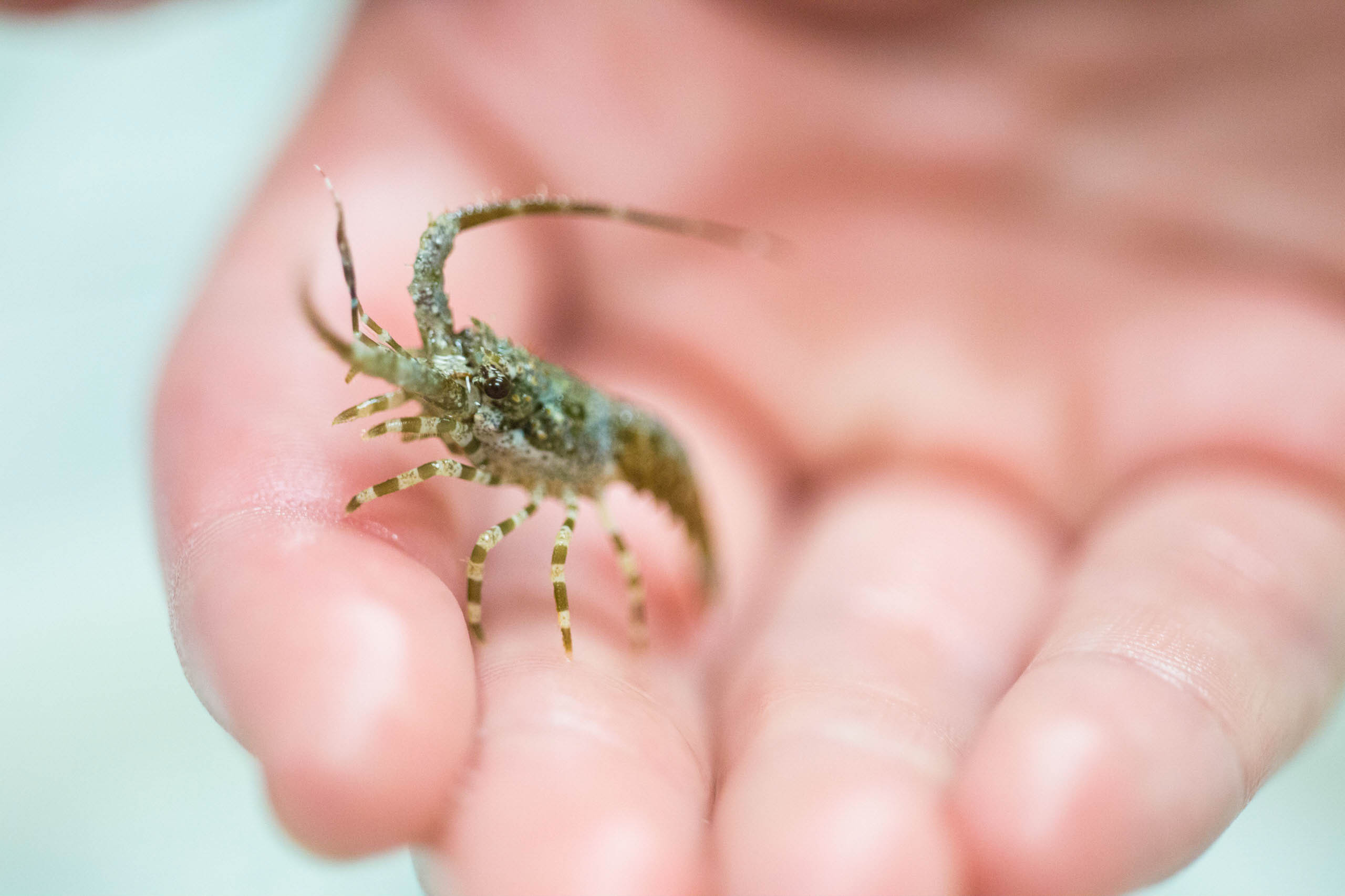 Improved test measures virus lethal to young spiny lobsters