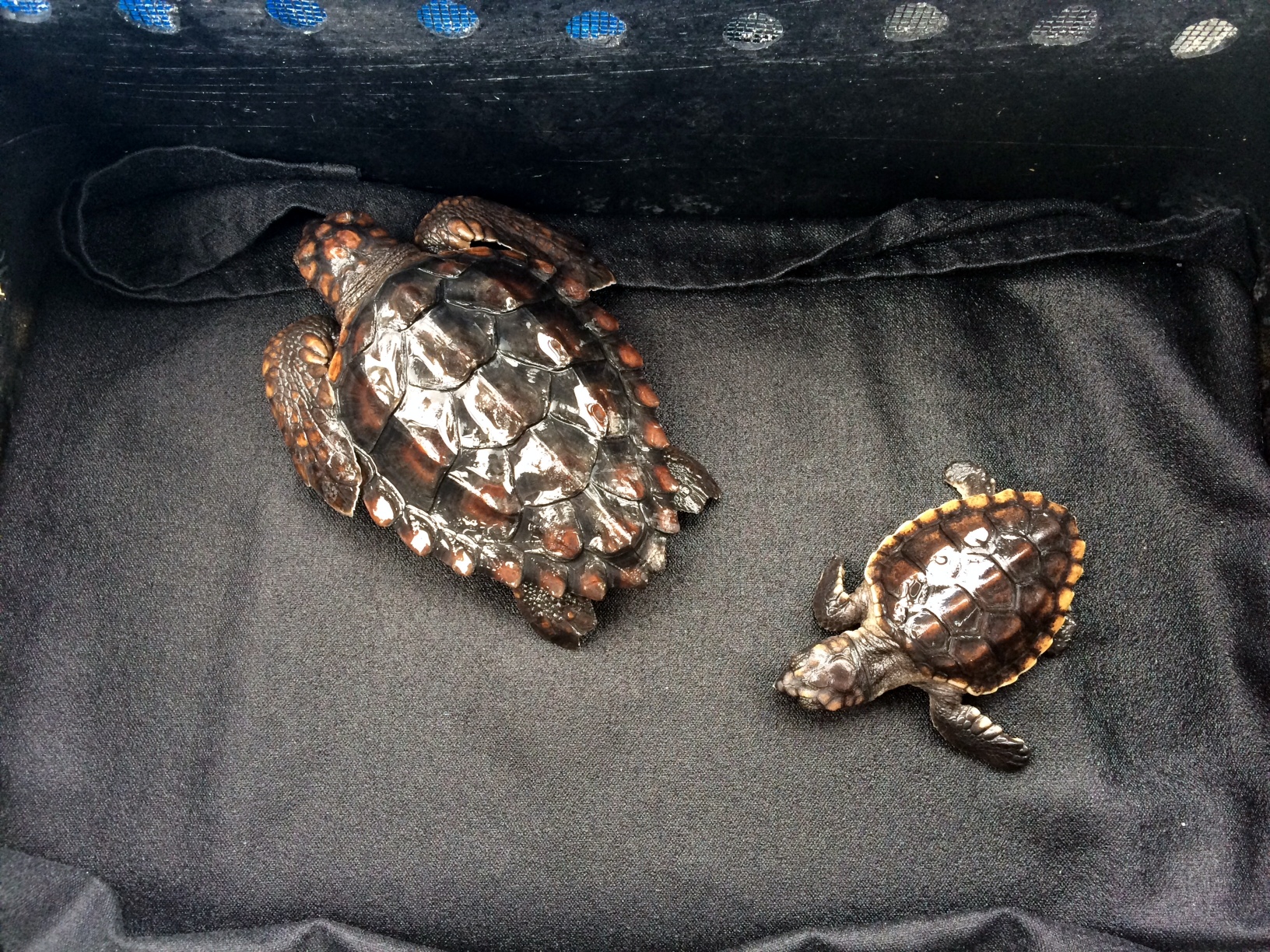 Sarasota Police Help Mote Release Sea Turtle Hatchlings | News & Press ...