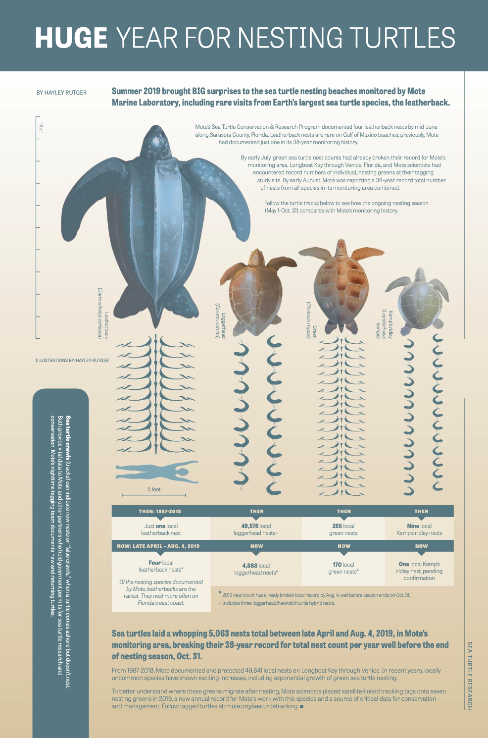 Sea Turtle Nesting Infographic Thumbnail