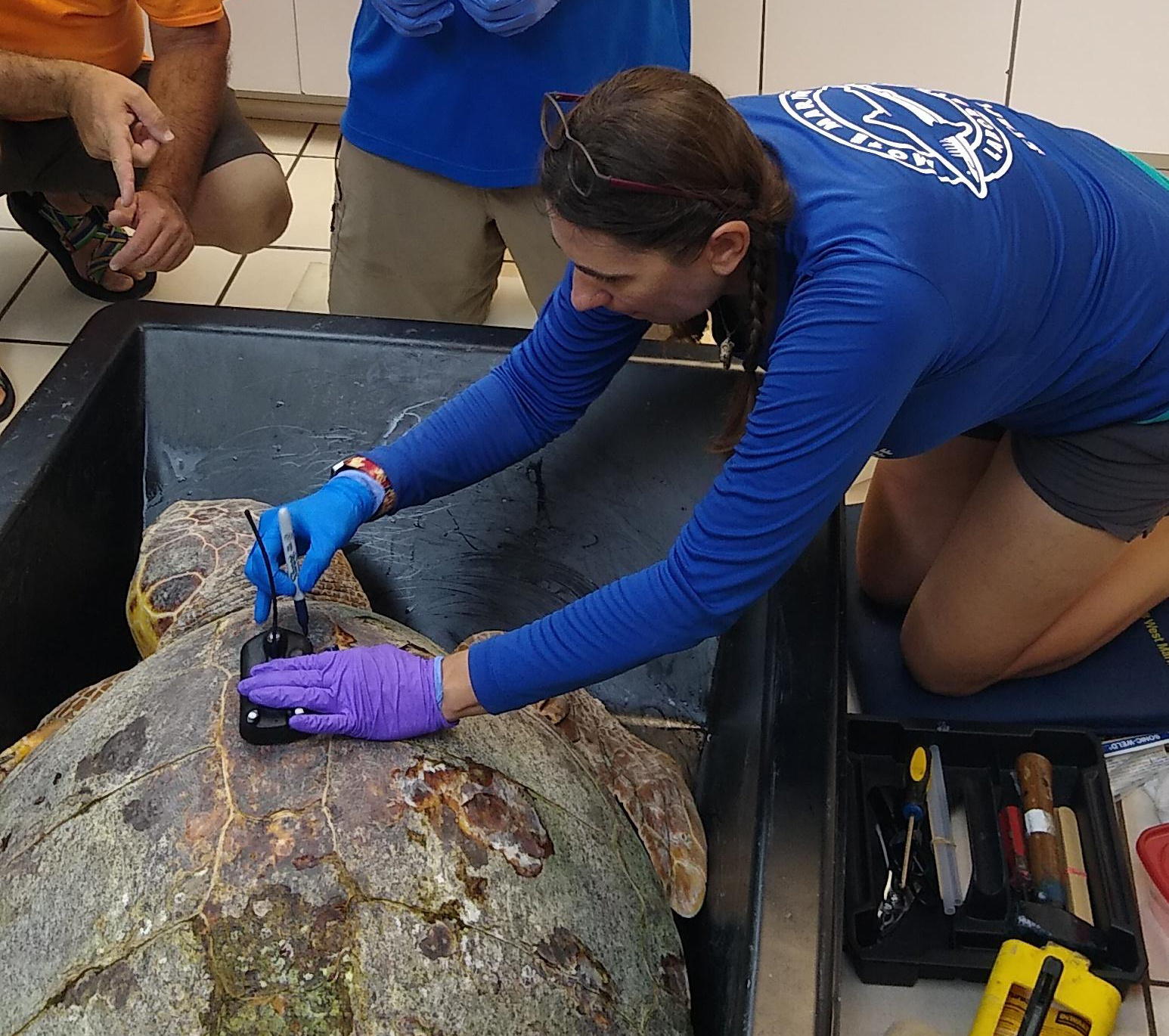 Sheldon the loggerhead turtle is tagged with his satellite transmitter before release