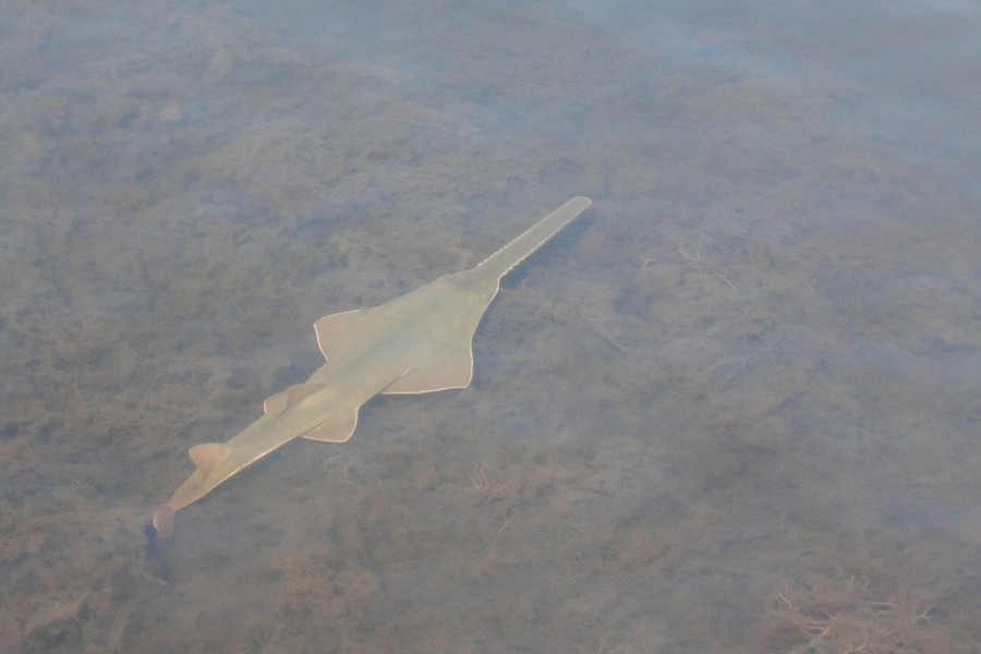 A smalltooth sawfish. Photo credit: FWC Fish and Wildlife Research Institute 