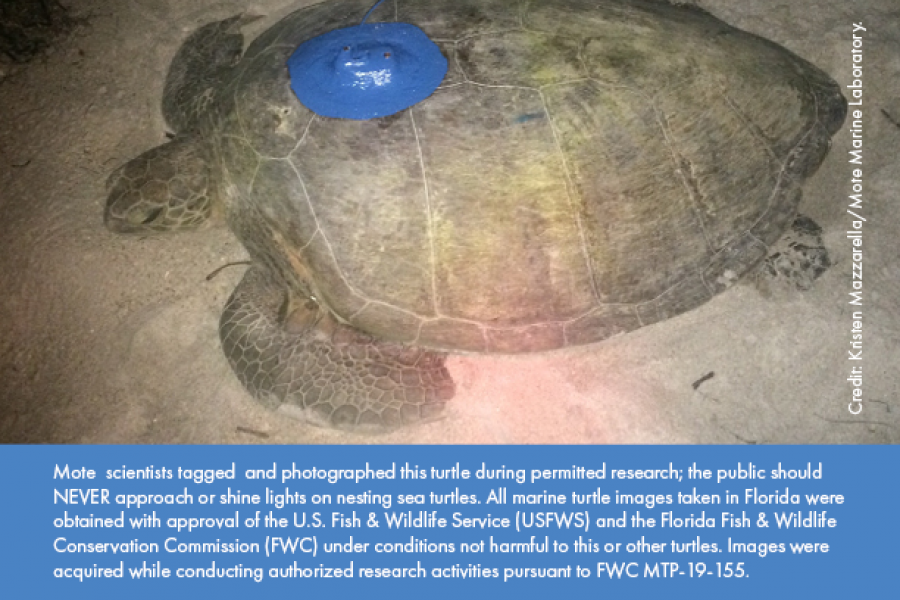 Turtle-friendly tips for the public are available at: mote.org/2019nesting