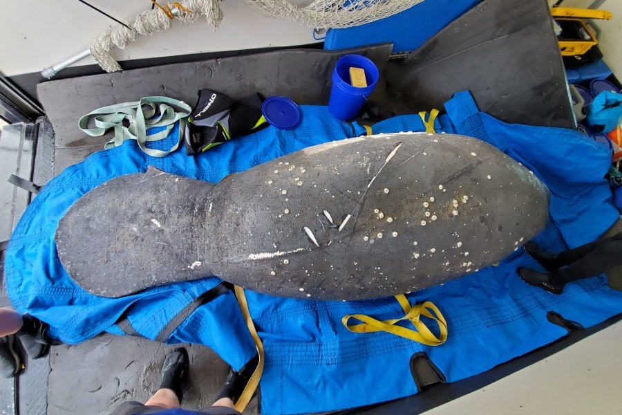 Pregnant manatee rescued by FWC and Mote in May 2020. She was suffering from both fresh and old boat strike wounds. Photo: Mote