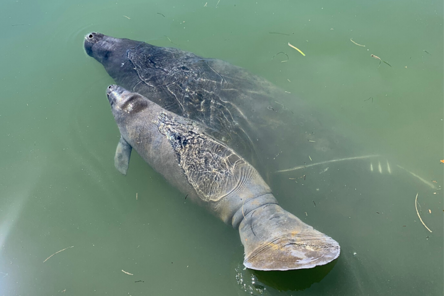 Mother manatee and her calf immediately following release. Credit Alex Mangold / Mote Marine Laboratory