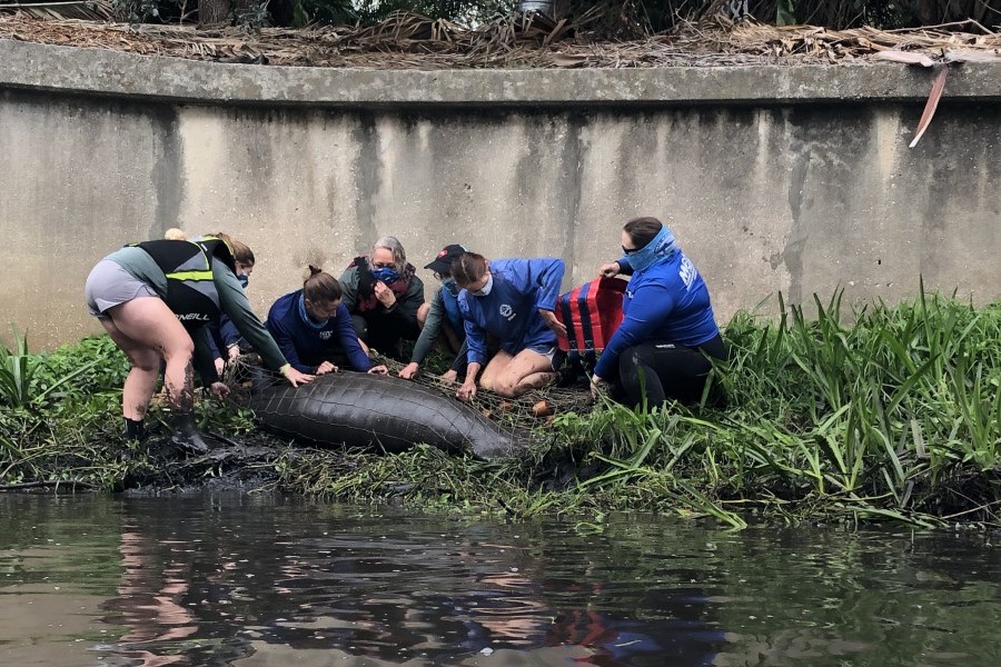 Mote and FWC work together to rescue a cold stressed manatee. Credit Mote Marine Laboratory