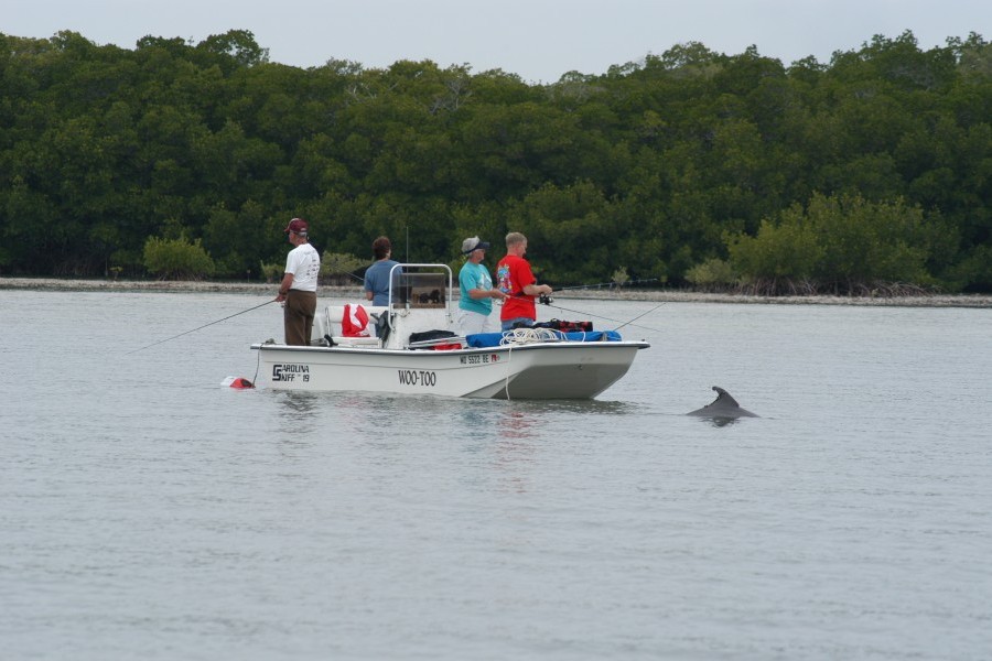 Bottlenose dolphin seeking human-sourced food. (Photo by Sarasota Dolphin Research Program/CZS, taken under NMFS permit 15543.)