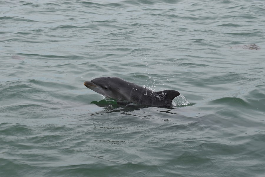Bottlenose dolphin calf - Sarasota Bay. Credit: Chicago Zoological Society's Sarasota Dolphin Research Program-NMFS Permit 20455