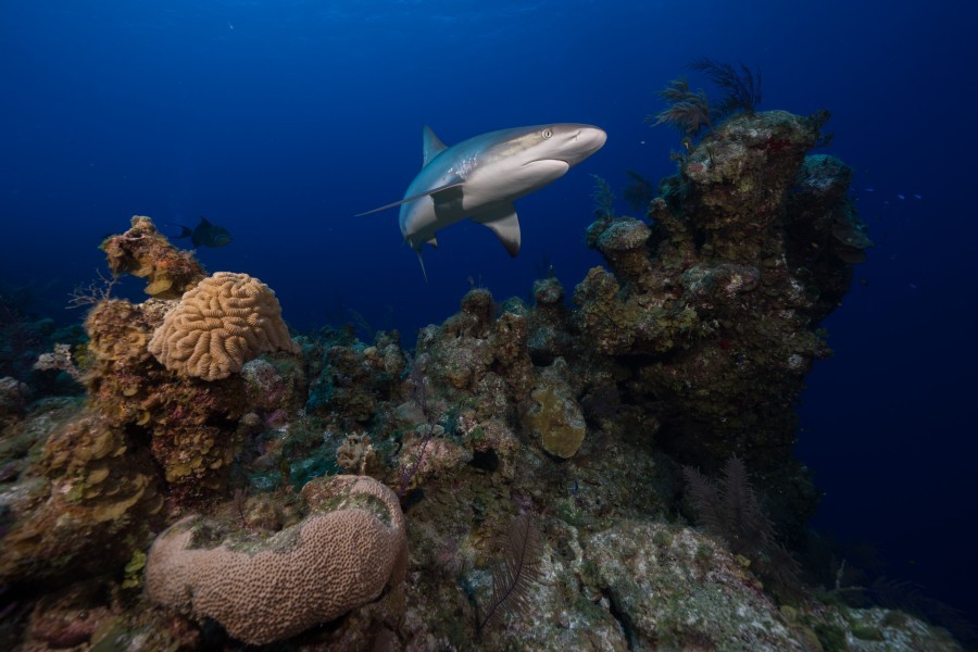 Caribbean reef shark. Photo: Andy Mann