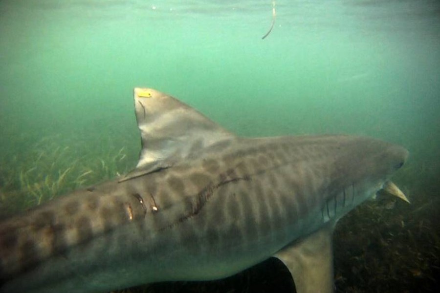 A tiger shark tagged by the Shark Bay Ecosystem Research Project. Credit: Shark Bay Ecosystem Research Project