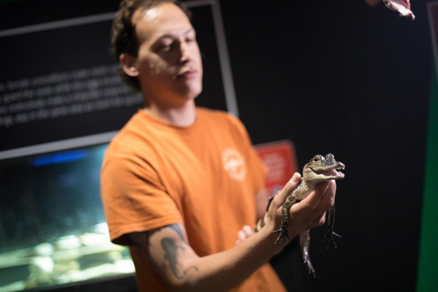 Brian Siegel holds Albert the young alligator at Mote Aquarium. Credit: Conor Goulding/Mote Marine Laboratory