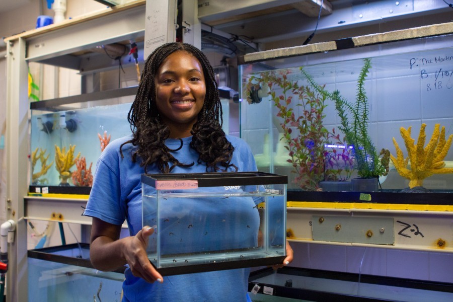 Aquarium Biologist, Amanda Hodo manages Mote's Seahorse Conservation Lab.