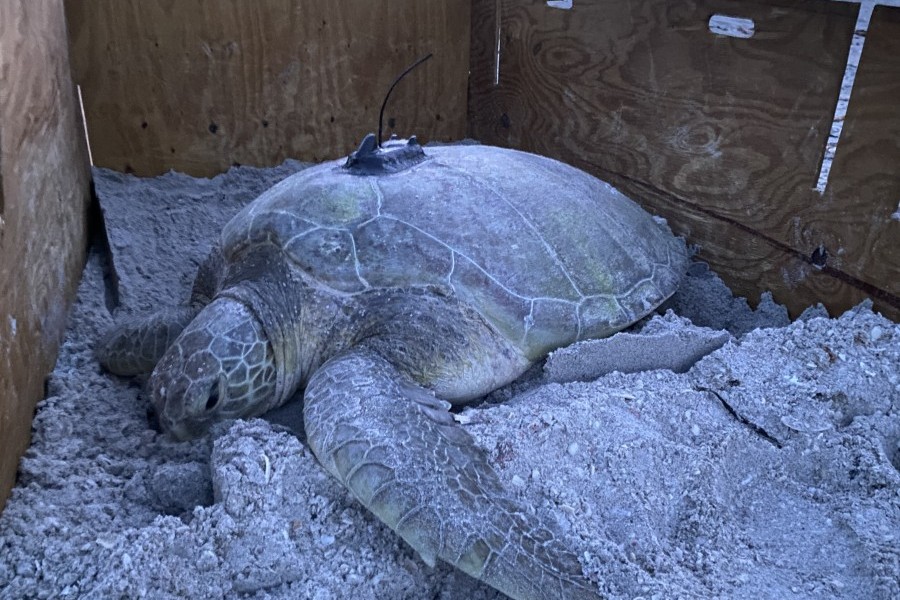 Mote satellite tagged two nesting green turtles Sweet Pea and Amelia (pictured), a day apart from each other. 