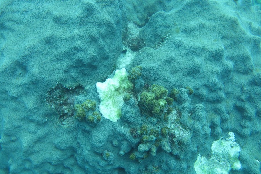Black band disease forming dark ring on Orbicella faveolata coral, leaving dead tissue. Credit Erinn Muller/Mote Marine Lab