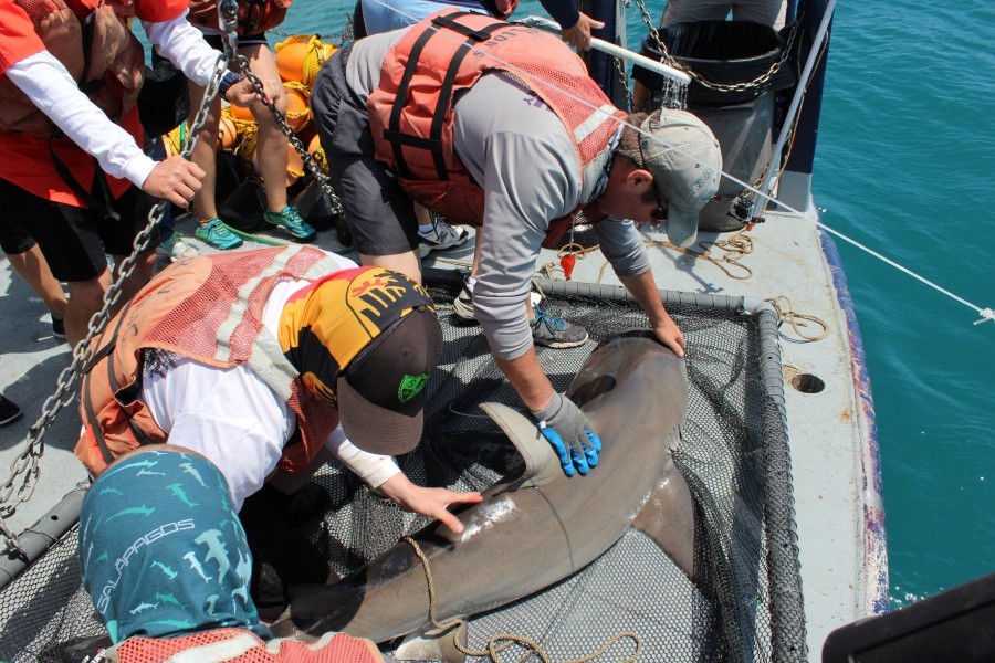 Bull shark on deck for catch and release research. Credit Eckerd College/Dr. William Szelistowski