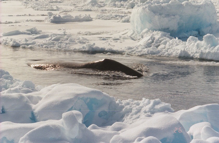 Bowhead whale swims among ice. Credit: Gennady Zelensky