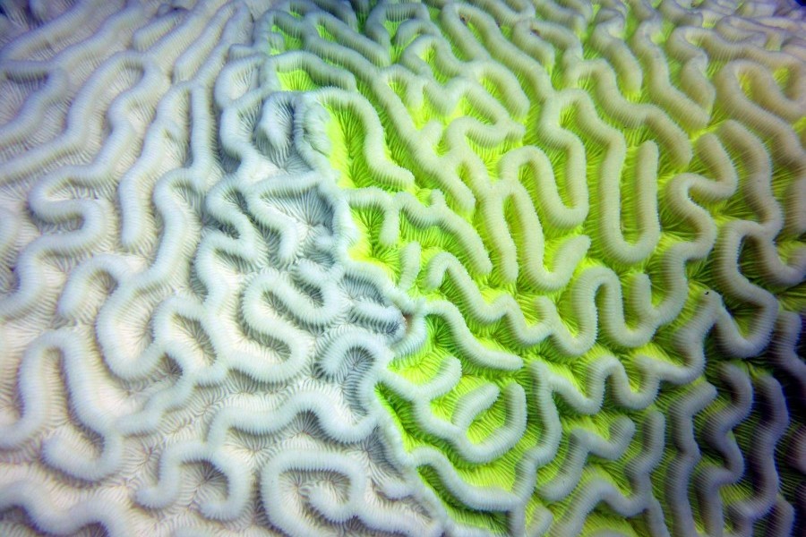 Coral bleaching. Credit: Mote Marine Laboratory