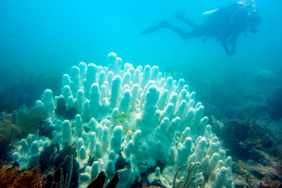 A coral that has bleached due to  stress of warming water. Credit Mote Marine Lab.