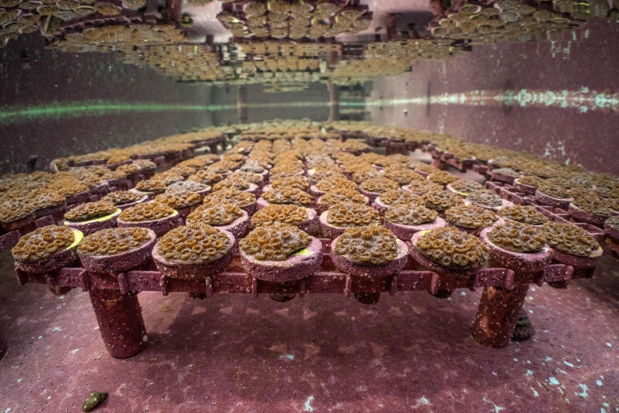 Coral fragments growing in a raceway. Mote is bringing a new land-based nursery to Key Largo.