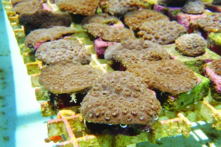 Corals being raised by Mote in the Florida Keys