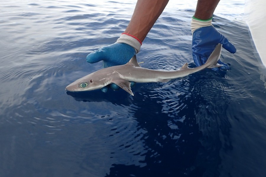 The newly named shark species Squalus clarkae, also known as Genie’s Dogfish. Credit: MarAlliance 
