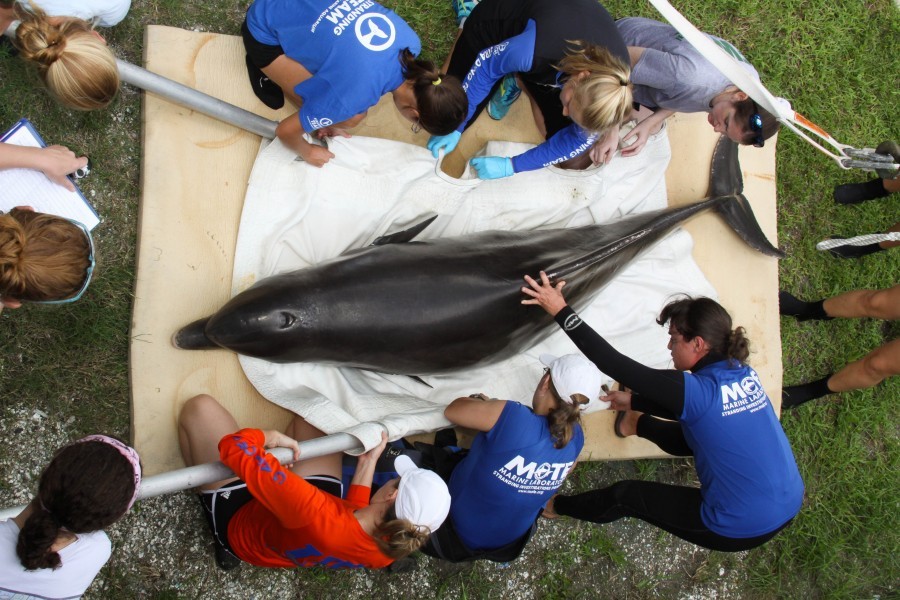 Mote Marine Laboratory and colleagues work with a sick dolphin being transported to a medical pool. Credit Mote Marine Lab