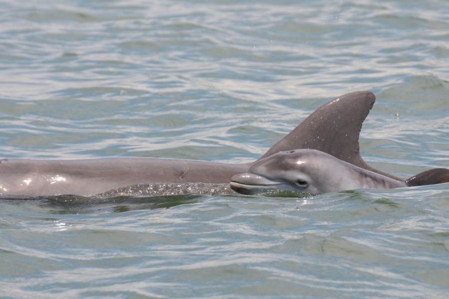A dolphin calf swims with its mother. Credit: Sarasota Dolphin Research Program (photo taken under NMFS Permit Number 15543)