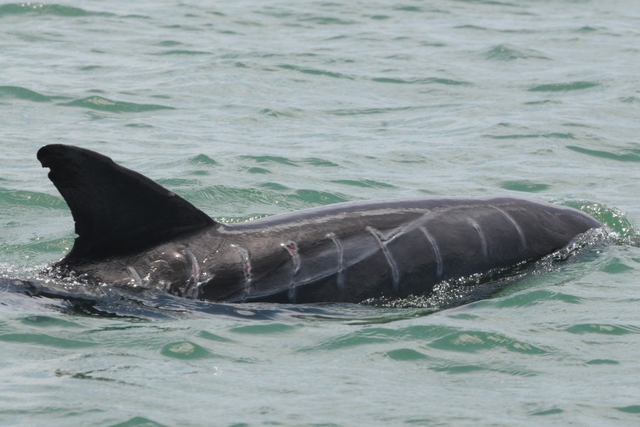 Sarasota Bay resident dolphin with boat strike scars. Credit: Sarasota Dolphin Research Program (NMFS Permit No. 15543)