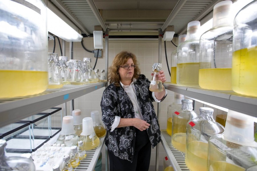 Photo: Dr. Cindy Heil in the phytoplankton culture lab at Mote Marine Laboratory. Credit: Mote