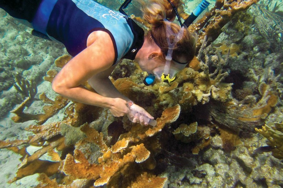 Dr. Erinn Muller collects a sample from elkhorn coral