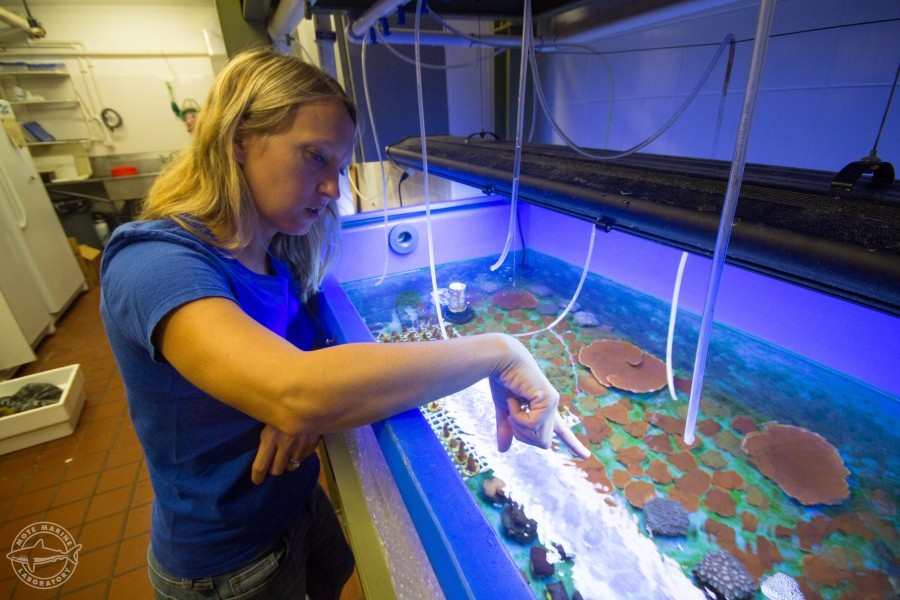 Photo: Dr. Erinn Muller in her coral lab. Credit: Conor Goulding/Mote Marine Laboratory