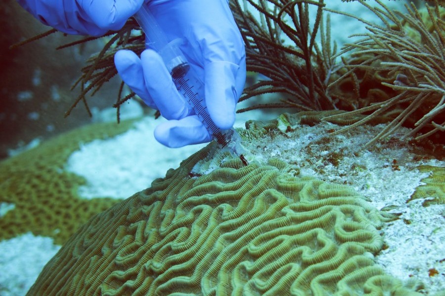 Dr. Erinn Muller collecting black band disease from coral in the Florida Keys during her experiment in June 2017. 