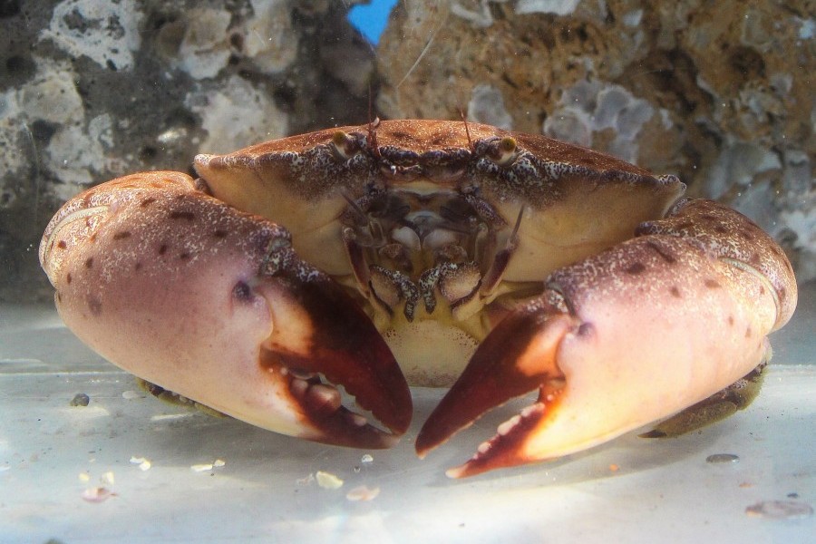 Stone crab. Credit Conor Goulding/Mote Marine Laboratory