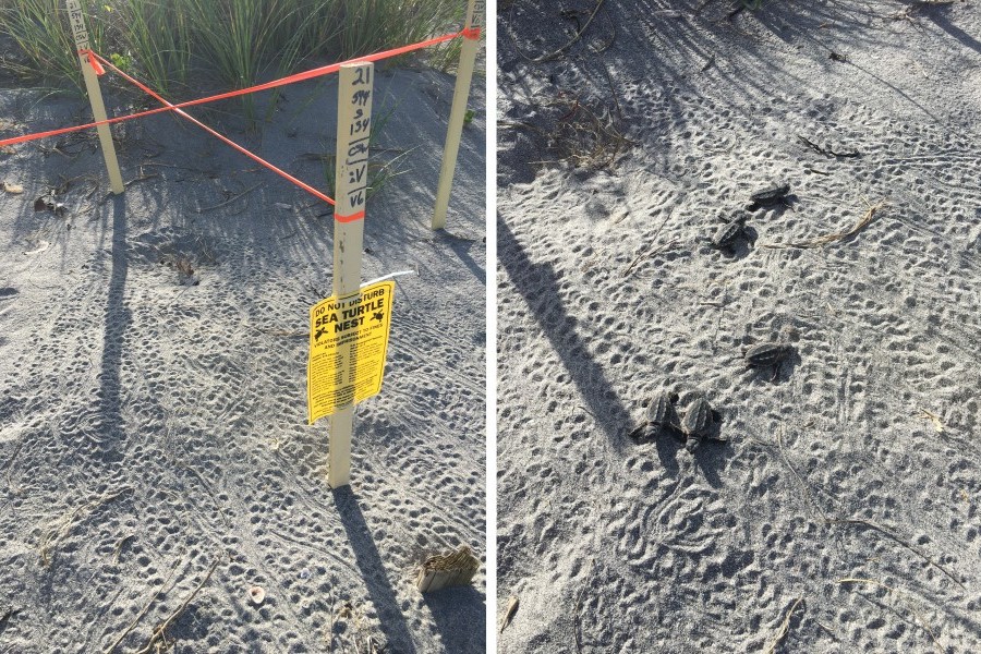 Loggerhead sea turtle tracks and hatchlings in Venice, Florida. Credit: Kelli Carter/Mote Marine Laboratory