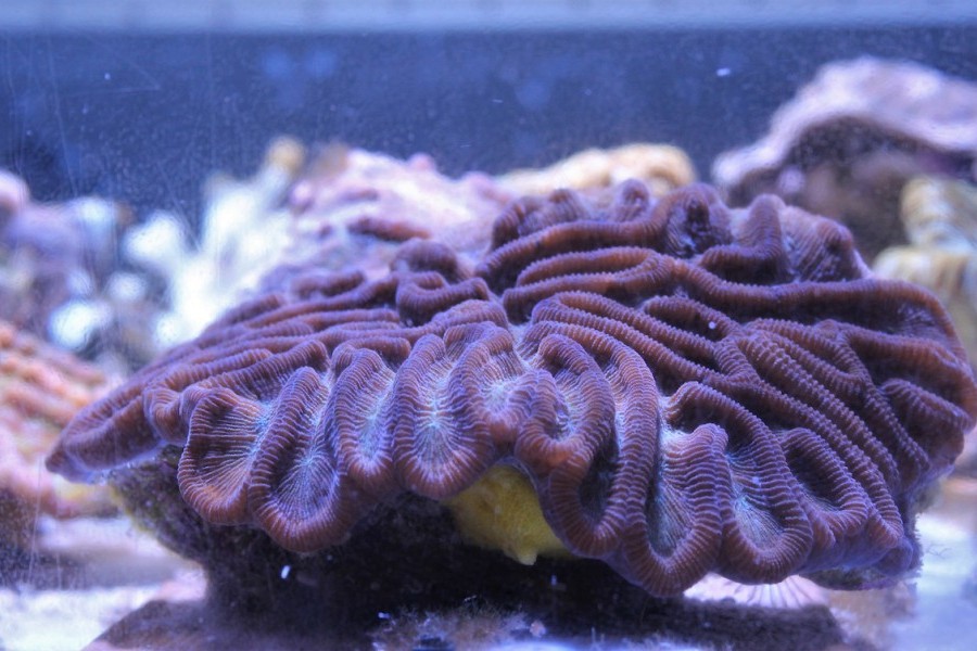 Photo: Rescued coral in Mote Aquarium. Credit: Mote Marine Laboratory