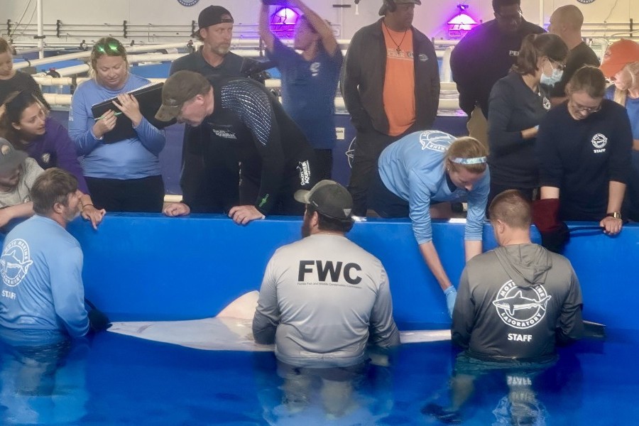 Rescued smalltooth sawfish passes away